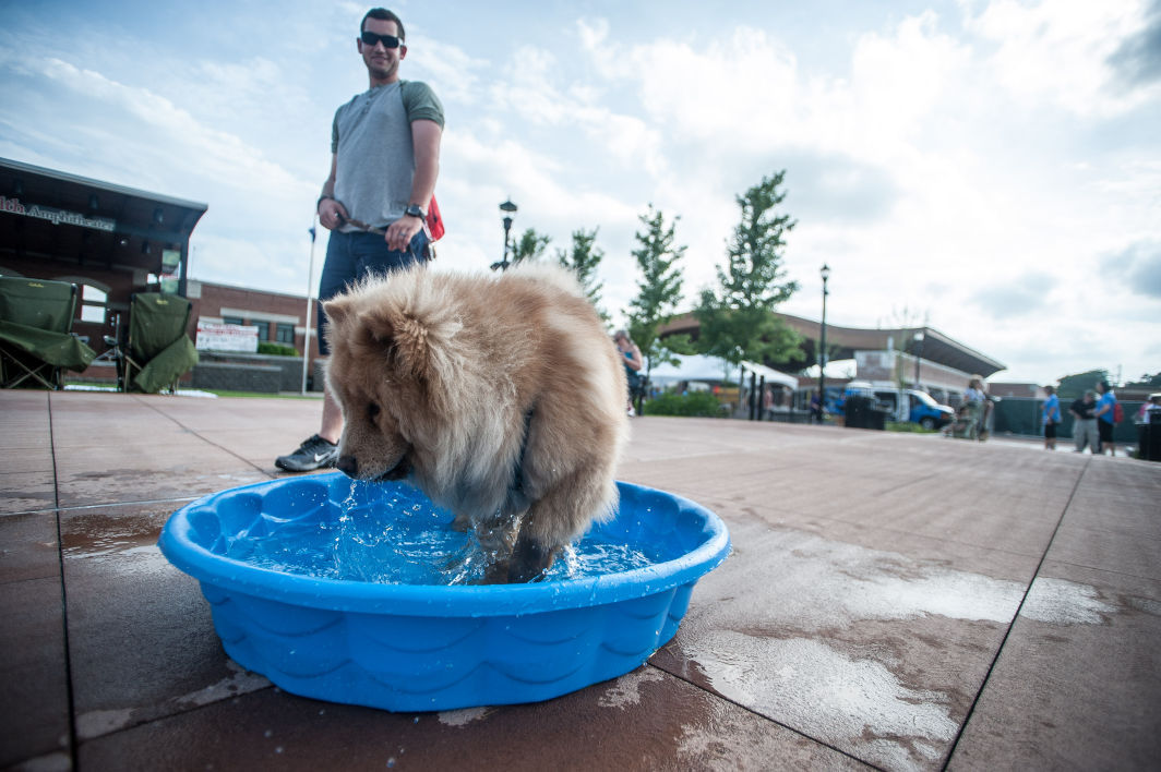 6 tips for keeping your pet safe this summer in NWI